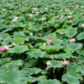 a great image of beautiful water lillies