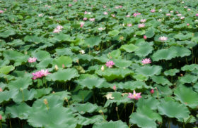 Water Lilly plant background image