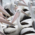 odd one out pelicans background image