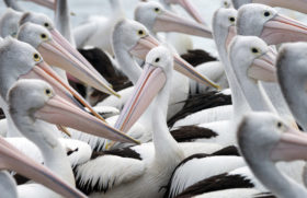 pick the odd one out – pelicans background image