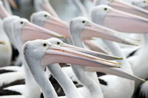 lots of pelicans background