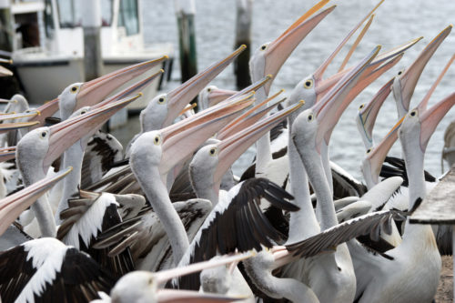 pelicans feeding background image