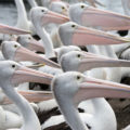 lots of pelicans background image