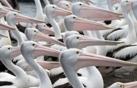 Photo of pelicans in a row