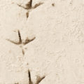 row of bird tracks in the sand background