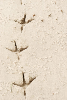 two images of a row of bird tracks in the sand