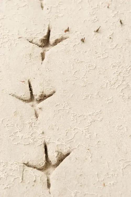 row of bird tracks in the sand background