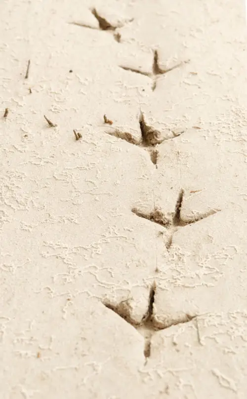 row of bird tracks in the sand texture