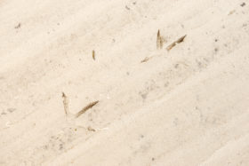 More bird tracks in the sand texture