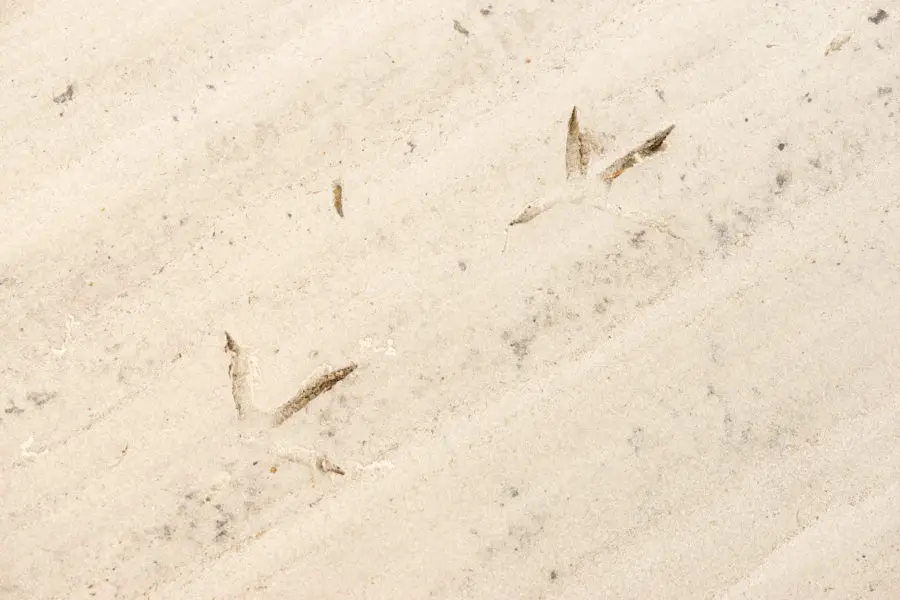 More bird tracks in the sand texture