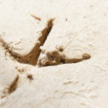 bird footprint in the sand texture