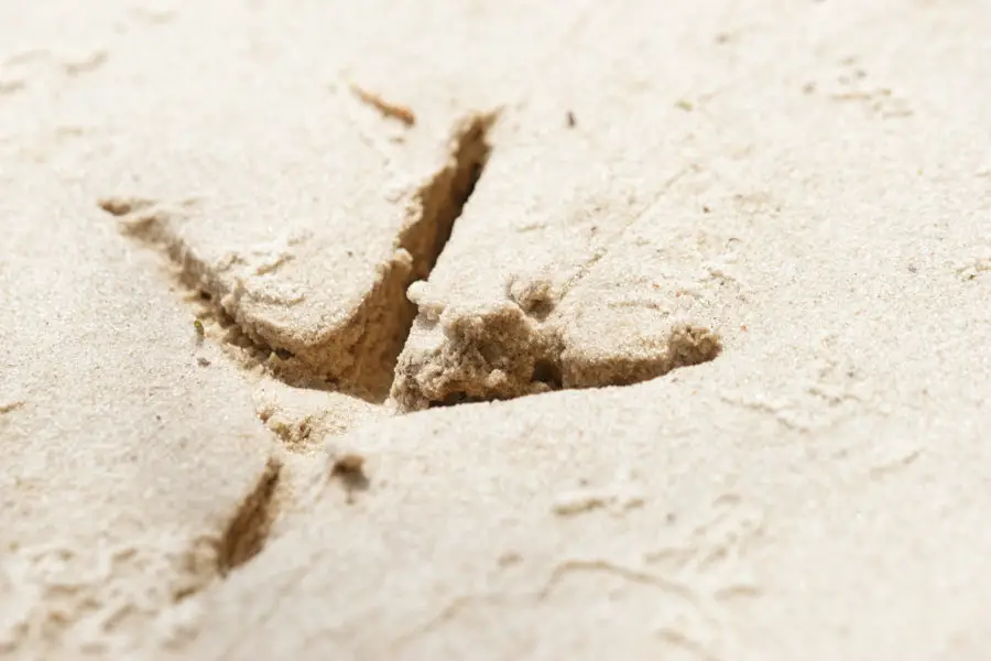 deep bird footprint in the sand texture