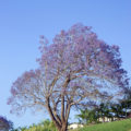 background image of a jacaranda tree