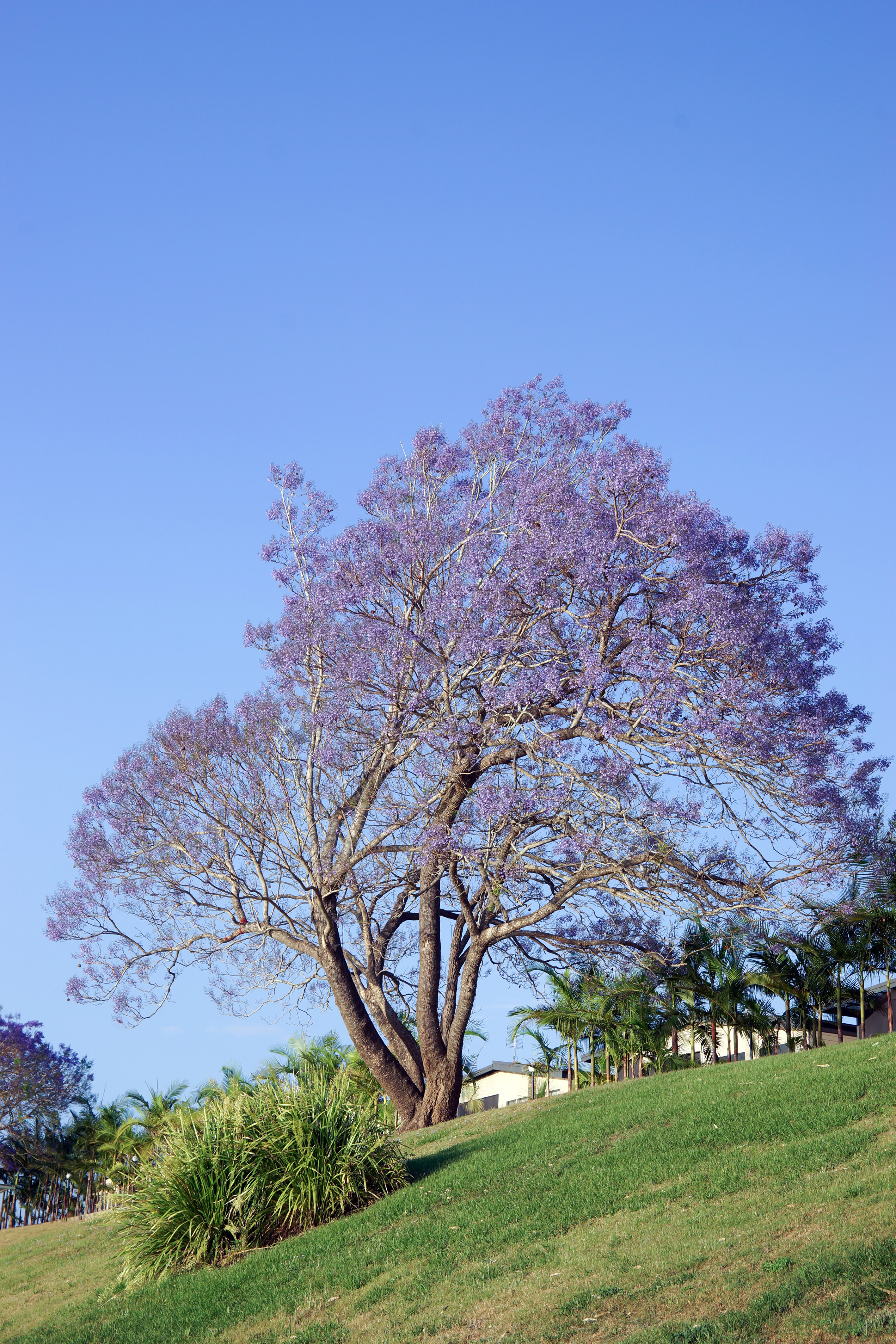 Three free background images of a jacaranda tree