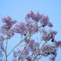 purple jacaranda tree against a blue sky background image