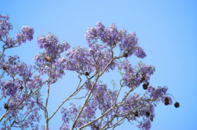 Two free photos of purple jacaranda in front of a blue sky