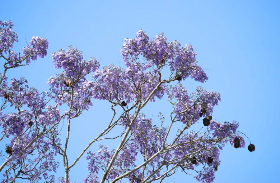 Two free photos of purple jacaranda in front of a blue sky