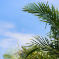 background image of green palm leaves in front of a blue sky