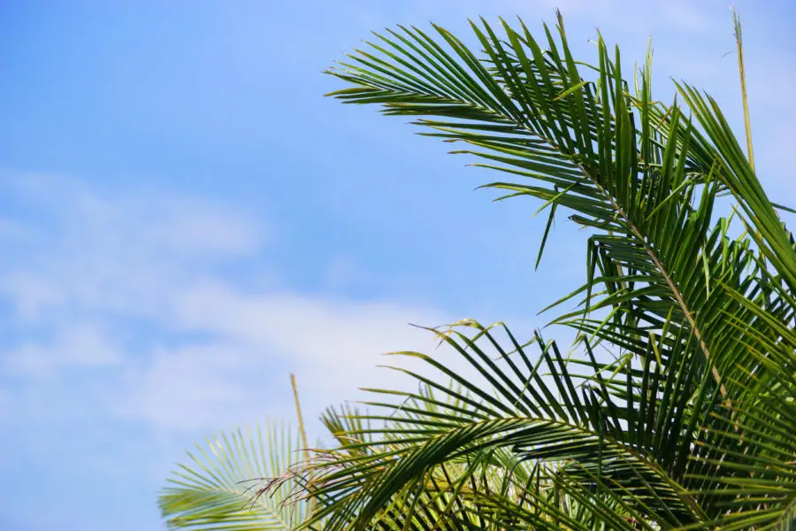 Green palm leaf and tree in front a blue sky