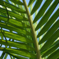 palm leaf background