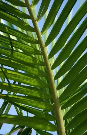 Palm leaf background image