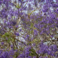 purple jacaranda background texture