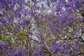 Purple Jacaranda tree background image
