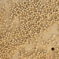 small balls on sand around holes on the beach photo