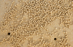 Two beach sand textures with little balls of sand