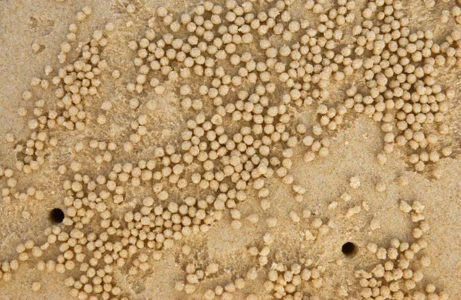 Two beach sand textures with little balls of sand