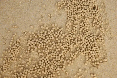 small balls on sand around holes on the beach background