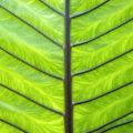 back of a green palm leaf