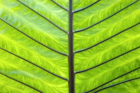 Back of a green palm leaf texture