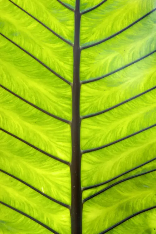 the underside of a green palm leaf