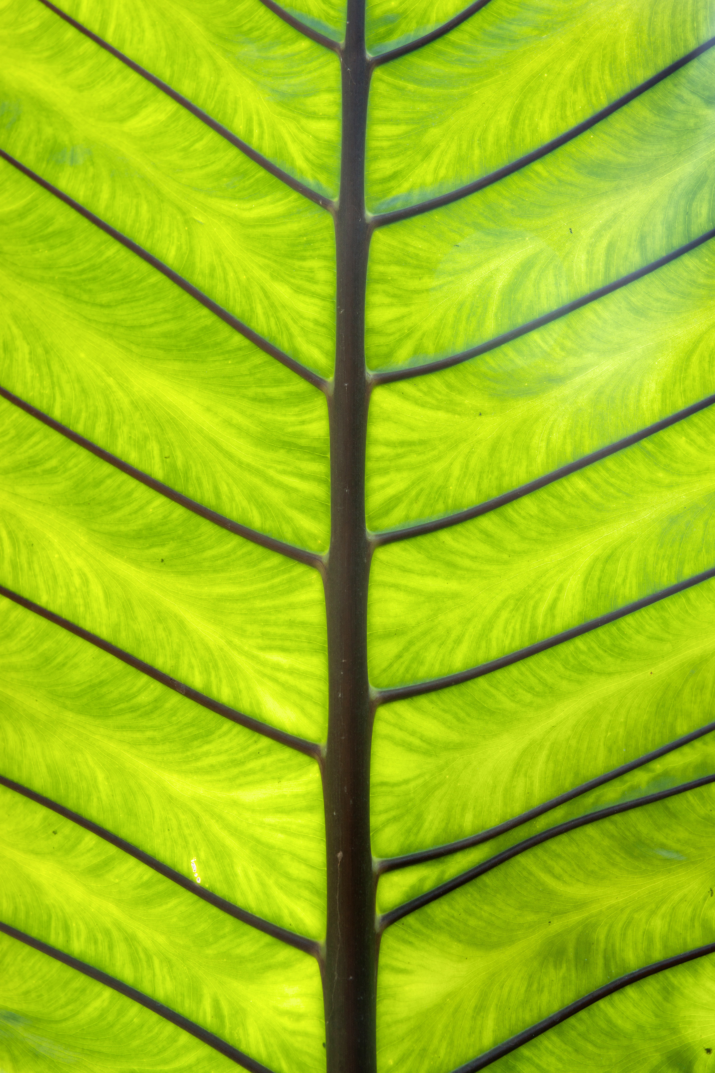 Nice free green palm leaf texture image