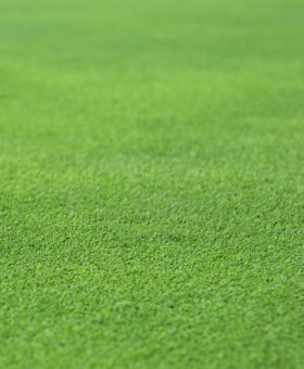 Stock photo of a perfect grass texture from a golf hole green