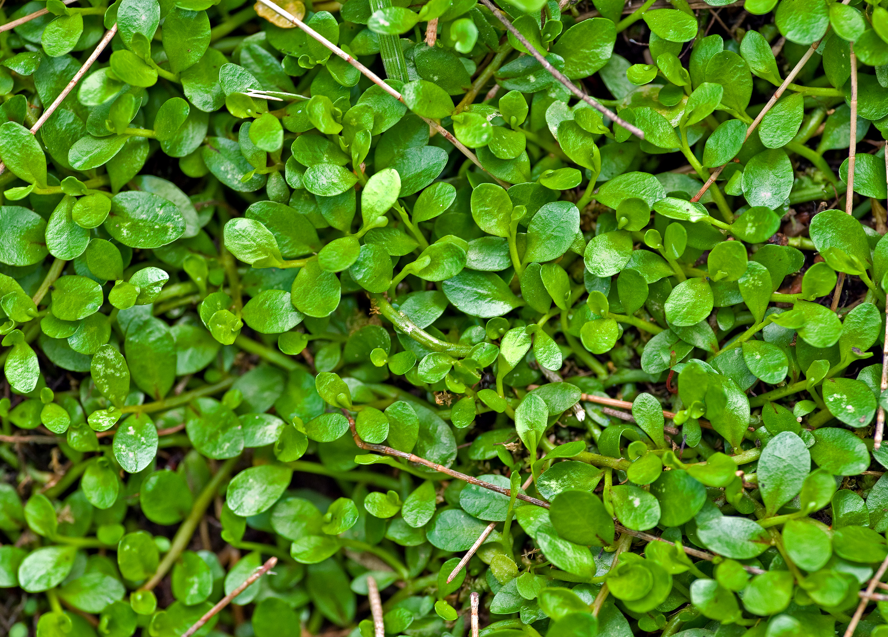 Green plant background texture image