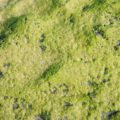 algae covered rock texture