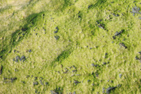 two slime or algae covered rock textures