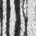 another zebra fur texture