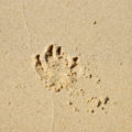 dog pawprint in sand