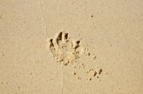 Dog Paw Print in the Beach Sand Texture