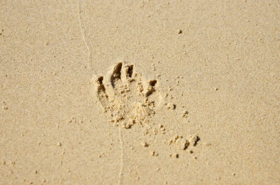 Dog Paw Print in the Beach Sand Texture