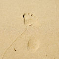 another simple beach footprint in sand