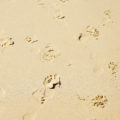 footprints at beach texture