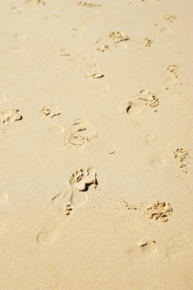 sand texture with footprints