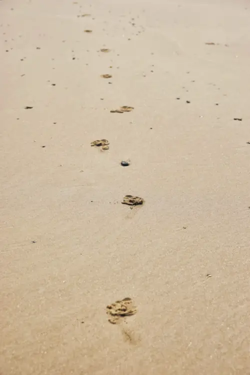 nice row of footprints in the sand