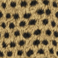 leopard fur texture