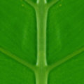 symmetrical green palm leaf nature background