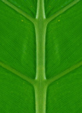 green palm leaf background